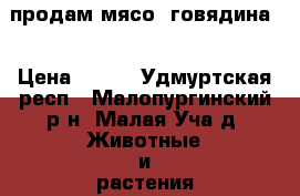продам мясо .говядина. › Цена ­ 280 - Удмуртская респ., Малопургинский р-н, Малая Уча д. Животные и растения » Другие животные   